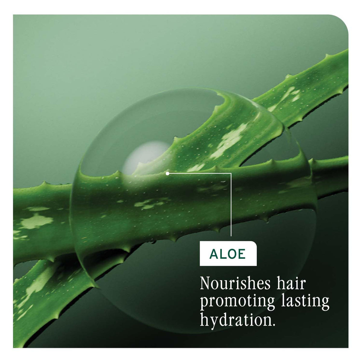 Biolage Hydra Source Shampoo for Dry Hair Matrix